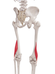 3d rendered medically accurate muscle illustration of the biceps femoris short