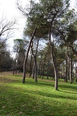 Obraz premium trees and greenery in Bologna, near the arch of meloncello (public garden villa spada and villa delle rose)