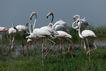 flamingos in a lagoon