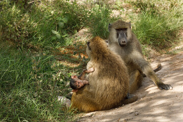 baboon family with baby