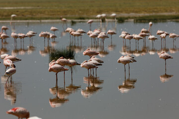 flamingos in a lagoon