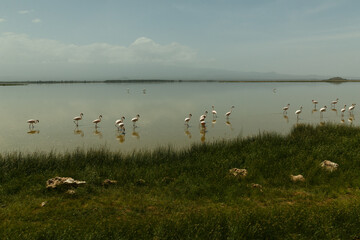flamingos in a lagoon