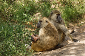 baboon family with baby