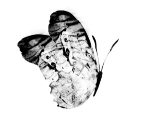 Black and white watercolor butterfly , isolated on the white background