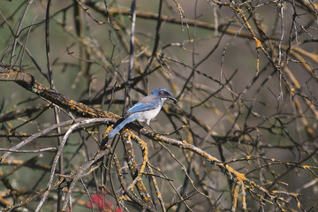 A blue jay bird sitting in s tree