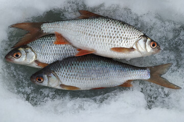 Spring roach fishing on the pond, catch.
