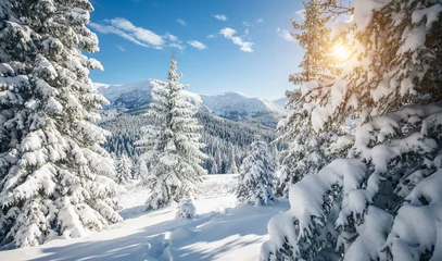 Foto op Canvas Spectacular snowy landscape and Christmas trees on a frosty sunny day. © Leonid Tit