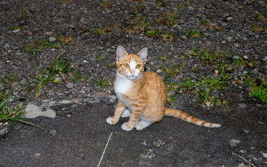 Cute little cat looks up.