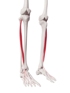 3d rendered medically accurate muscle illustration of the extensor digitorum longus