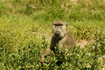 baboons on the savannah