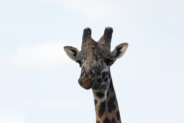 giraffes on the savannah