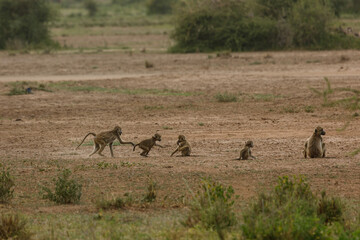Naklejka na ściany i meble family of baboons playing on the savannah