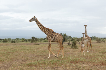 giraffes on the savannah