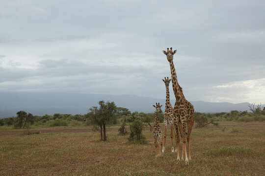 giraffes on the savannah