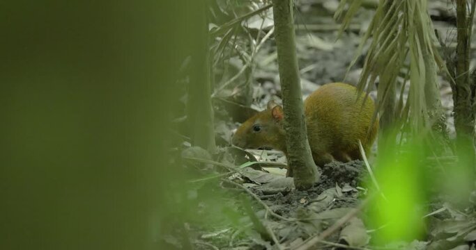 Central American agouti walking among branches and dry leaves through the forest, handheld shot