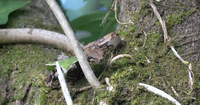 Boa constrictor imperator snake in alert position on tree trunks in rainforest