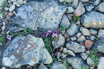 Thyme at Konzhakovskiy Kamen, Urals, Sverdlovsk Oblast, Russia