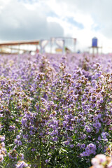purple flower field of Verbena Bonariensis or Purpletop Vervain under the sunlight at Khao Kho, Phetchabun, Thailand