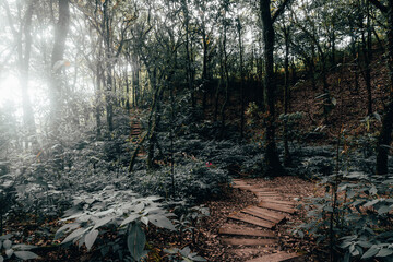 Rainforest in Doi Inthanon National Park , Thailand