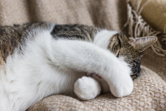 Cute young domestic cat sleeps on soft cozy throw on bed, covering eyes and nose with paw. Close up, selective focus, copy space