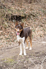 Happy smiling non breed, stray dog in his walk at the forest. Tri Colored dog.