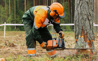 Lumberjack in protective gear chopping wood in the forest with a chainsaw.