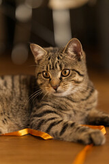 kleine Tiger Katze liegend auf Boden