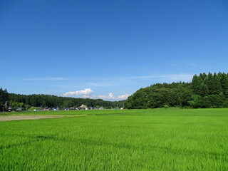 夏の農村風景