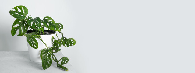 Monstera Monkey Mask or Obliqua or Adansonii leaves. Home plants in white pot. Minimalism and scandi style concept, urban jungle and garden room. White and grey background. © Irina