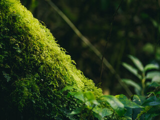 Closeup Various plants in Rainforest