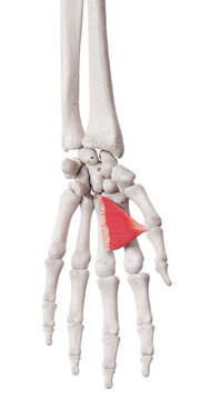 3d rendered medically accurate muscle illustration of the adductor pollicis