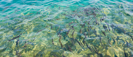 Fototapeta na wymiar grass fishes in the sea