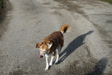 Russel Terrier auf asphaltierter Landstraße auf dem Land bei Wonne im Winter