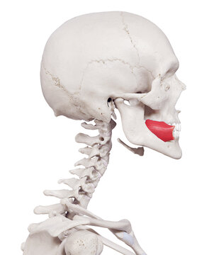 3d rendered medically accurate muscle illustration of the buccinator