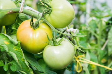 Green tomatoes on branch ripens in greenhouse. Summer. Outdoors. Horticulture.