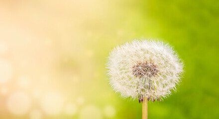 White fluffy dandelion on a green background in the sun.