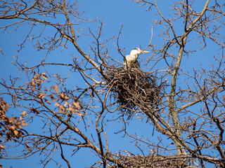 Stork nest in the trees.