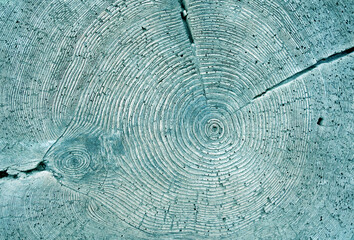 Tree annual rings texture cyan toned