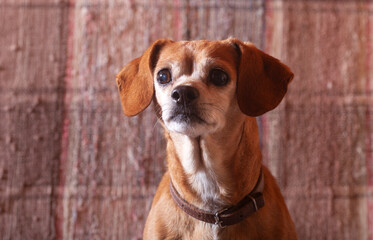 Portrait of a cute brown dog