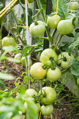 Green tomatoes on branch ripen in greenhouse. Summer. Outdoors. Horticulture. Vertical