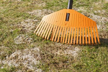 Raking of snow mold in the grass, plant dissease. Gray snow mold (also called Typhula blight)