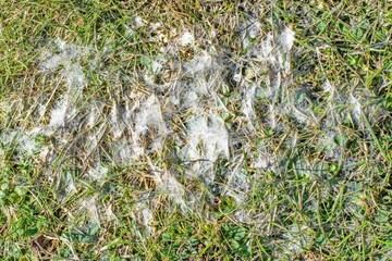 Snow mold in the grass, plant dissease. Gray snow mold (also called Typhula blight) - obrazy, fototapety, plakaty