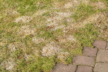 Snow mold in the grass, plant dissease. Gray snow mold (also called Typhula blight)