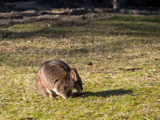 Close-up cute little quokka is looking for food.