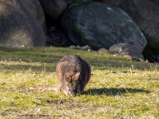 Close-up cute little quokka is looking for food.
