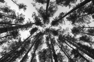 View on pine trees from below. Black and white
