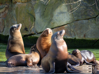 Fototapeta premium Sea lions bask in the sun.