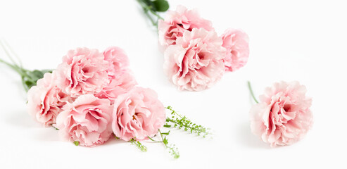 Pink carnations flower with a lovely white background.