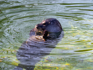 Fototapeta premium Seal on the water.