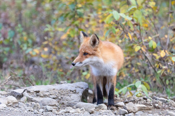 An adult fox stands on stones, Iturup Island